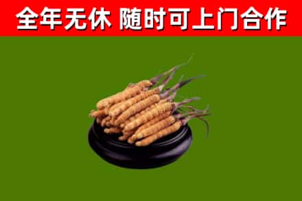 七台河回收散虫草
